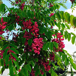 Acacia  'Casque rouge'